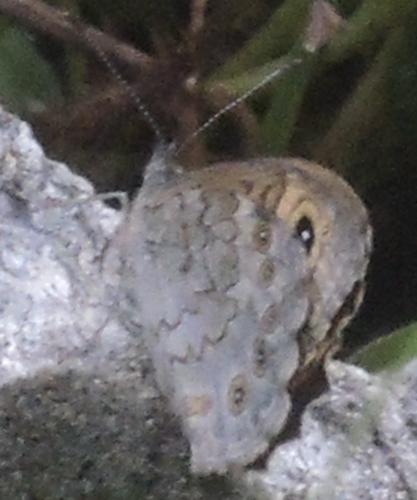 Lasiommata maera